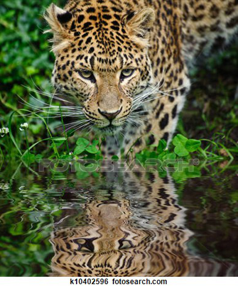 Leopard Sleeping or Dreaming of You?